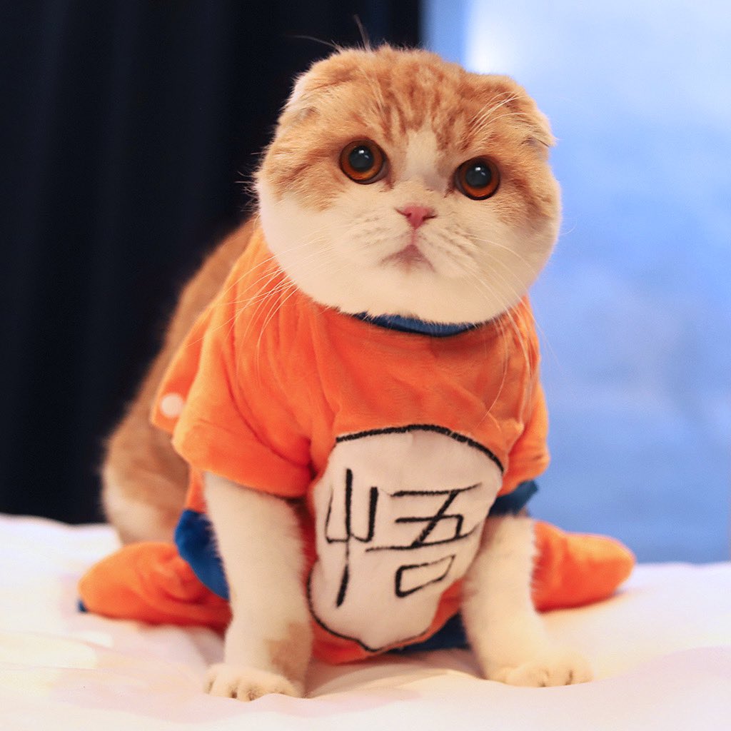 WafflesCat tweet picture