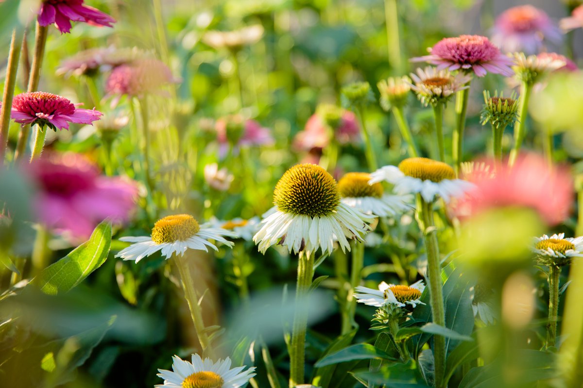 16-17 marzo 2024 - Giardini d'Autore la festa verde nel centro storico di Rimini  radiobau.it/2024/02/29/gia… <a href="/comunerimini/">Comune di Rimini</a>