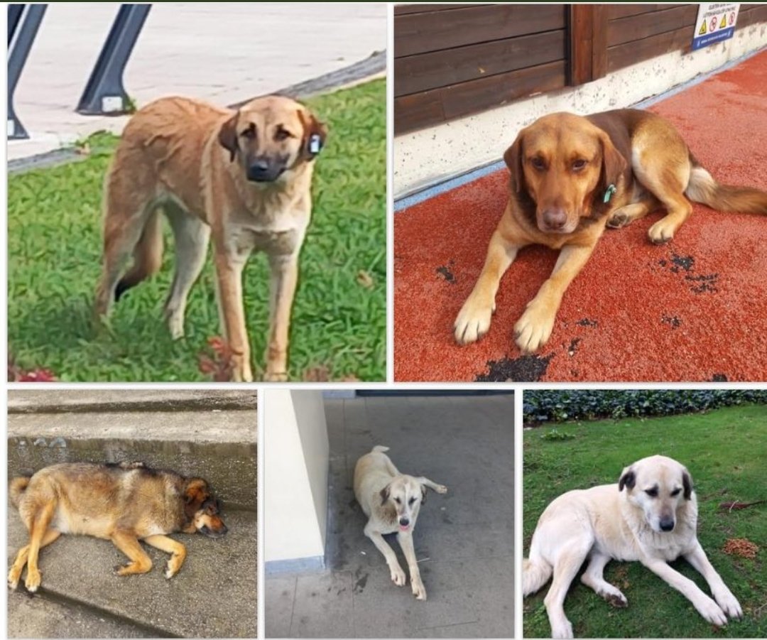 1 hafta önce alınan küpeli 5 köpek nerede? Isırma vakası da yok.

Ne yapmaya çalışıyorsunuz?
@bursabuyuksehir @OsmangaziBLD
#muratözdemirtutuklansın