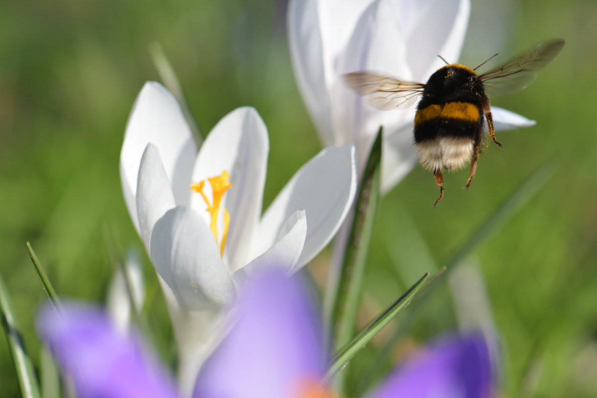 In search for Bumblebee queens in Delft. At 50 metres from these beehives a large crocusfield completely lacked queens. 700m away plenty of them. Are there islands around beehives where bumblebees are completely outcompeted? @BumblebeeTrust