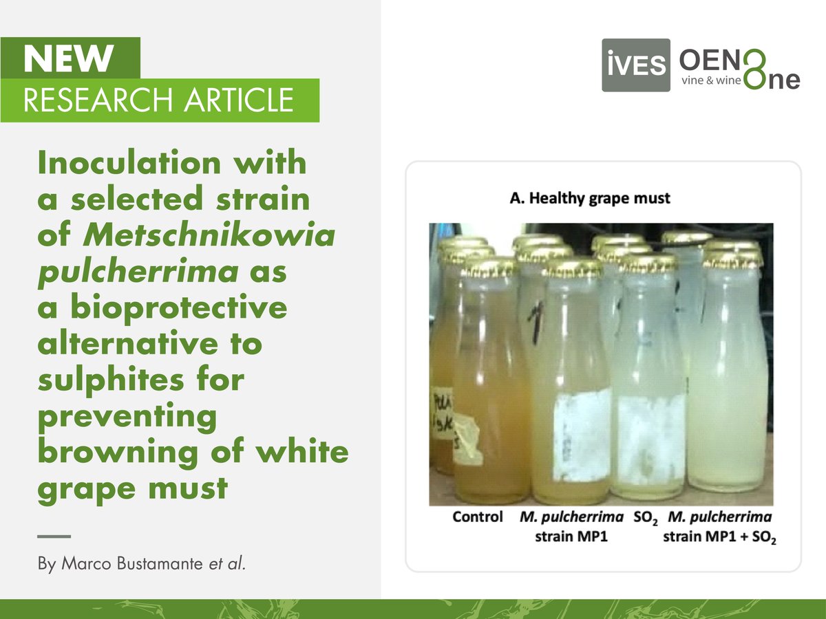 IVES_publisher's tweet photo. 📰 New on #OENOOne!
🍷 Read #freely “Inoculation with a selected #strain of #Metschnikowia pulcherrima as a bioprotective alternative to #sulphites for preventing browning of white #grape must”

🔗 Full article in #OpenAccess: https://t.co/EIIWTCRA28

#enology #whitegrape #must https://t.co/rCRWhsFMdF