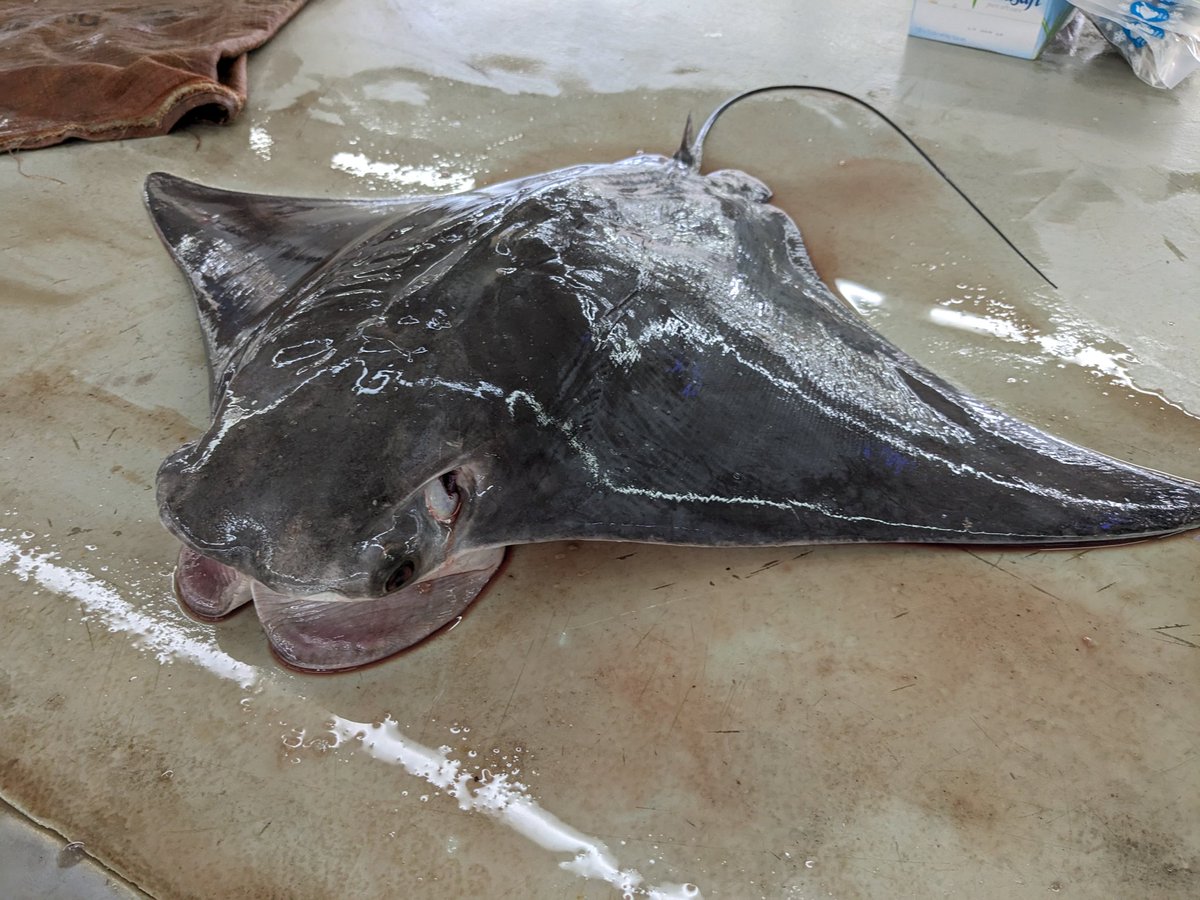 More from Oman fish markets. At Muttrah, more juvenile sharks, Oman cownose rays, sf pygmy devil ray & guitarfish. Overwhelming & depressing but desperately needs documenting. Then need strategy to reduce catch of threatened species before they are gone! @SciencesNCL @IUCNShark
