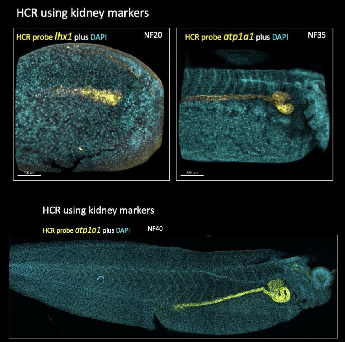🐸Rachel🐸Miller🐸 (@rkmille) on Twitter photo Excited to share these kidney HCR embryo beauties with the #Xenopus & #devbio communities! Many thanks to <a href="/labonnelab/">@LaBonneLaB</a> for sharing this fantastic HCR protocol <a href="/MBLScience/">Marine Biological Laboratory (MBL)</a> #embryo23 & <a href="/Parflyale/">Patel Lab</a> for inspiration! Grateful to <a href="/HCRimaging/">Molecular Instruments</a> for support to share HCR at <a href="/CSHL/">Cold Spring Harbor Laboratory</a> <a href="/cshlxeno/">cshlxeno</a>! Excited to share these kidney HCR embryo beauties with the #Xenopus & #devbio communities! Many thanks to <a href="/labonnelab/">@LaBonneLaB</a> for sharing this fantastic HCR protocol <a href="/MBLScience/">Marine Biological Laboratory (MBL)</a> #embryo23 & <a href="/Parflyale/">Patel Lab</a> for inspiration! Grateful to <a href="/HCRimaging/">Molecular Instruments</a> for support to share HCR at <a href="/CSHL/">Cold Spring Harbor Laboratory</a> <a href="/cshlxeno/">cshlxeno</a>!