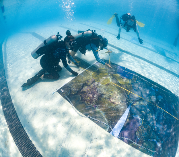 Coastal Conservation and Restoration Ecology Lab tweet media