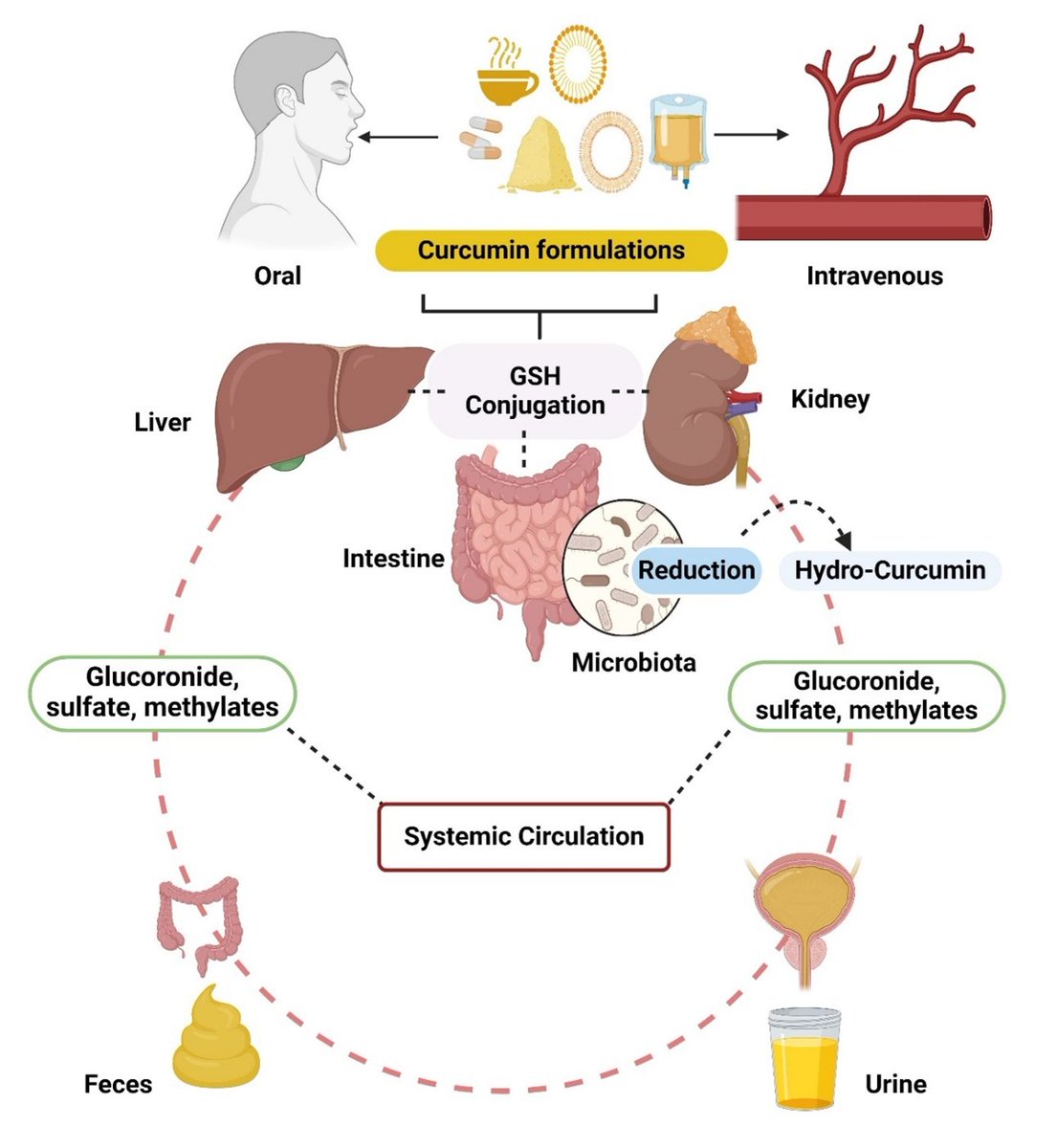 Preprint of upcoming review from Jibira Yakubu from
<a href="/Pandeylab/">PANDEY LAB 💊🧫🔬🥼⚛💻 🇨🇭</a> @uniofbern funded by #ESKAS
<a href="/Swiss_FCS/">The Swiss FCS</a>
doi.org/10.20944/prepr…

Nano‐Delivery Systems for Curcumin[v1] | Preprints.org