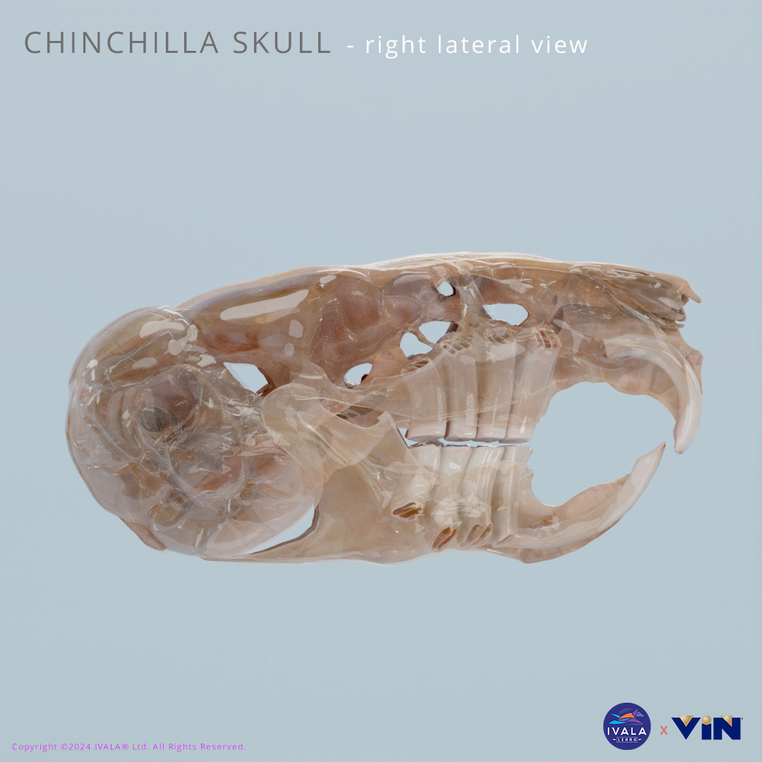IVALAlearn's tweet photo. UPDATE: we’ve just released a refresh of the chinchilla skull scan, where we’ve kept one half of the skull transparent so the teeth roots can be easily visualised. Hopefully useful for understanding the angles involved whilst performing those dreaded extractions😬🦷🔧 https://t.co/M69XKlDb4q