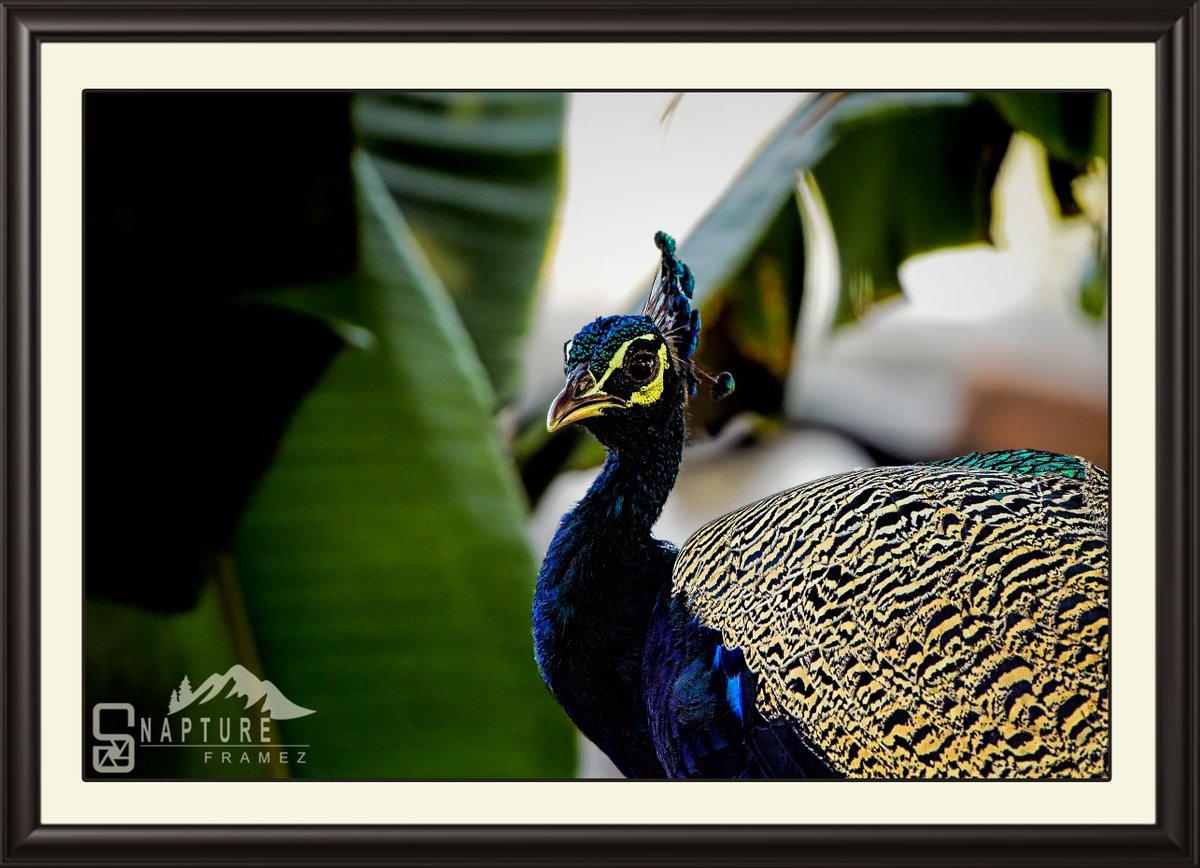 Peacock

#peacock #birds #nature #peacocks #art #bird #photography #peacockfeathers #wildlife #birdsofinstagram #naturephotography #peacockbass #love #animals #peacockfeather #peacocksofinstagram #india #peafowl #handmade #feathers #beautiful #birdphotography  #instagram #artist