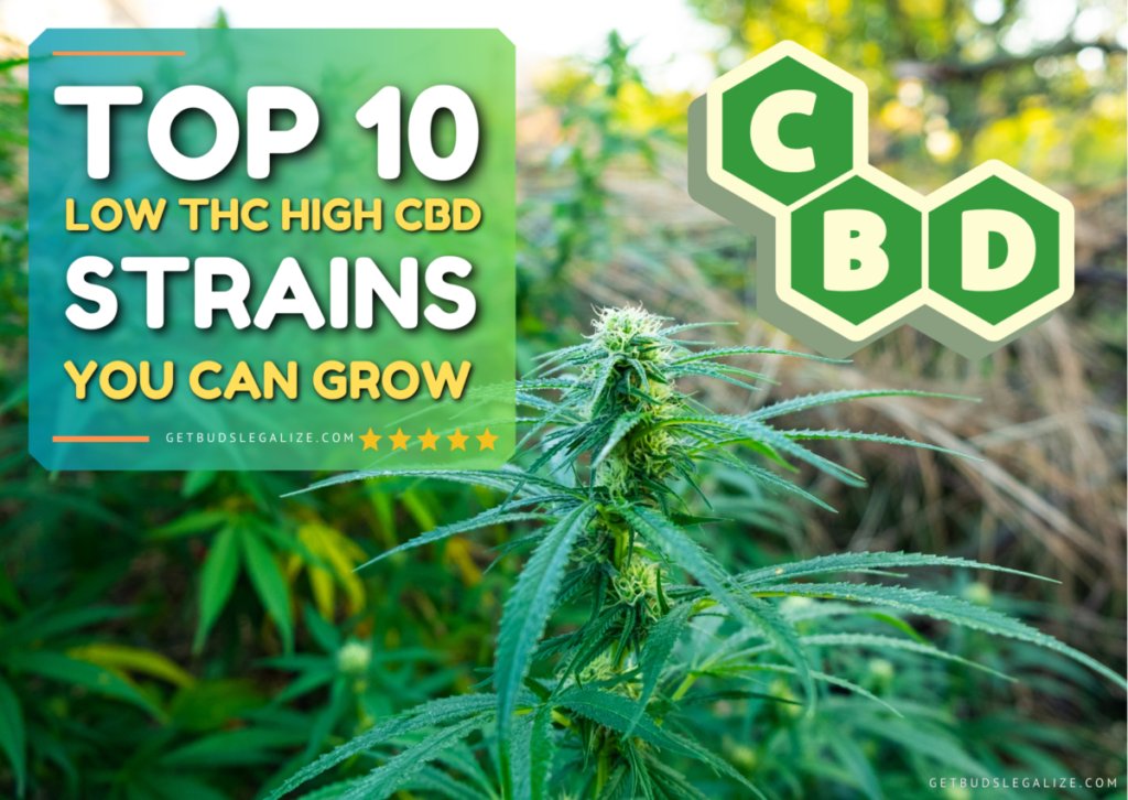 getbudslegaliz's tweet image. Top 10 Best Low THC High CBD Strains You Can Grow getbudslegalize.com/top-10-best-lo… 
#CBDstrains
#LowTHC
#HighCBD
#GrowYourOwn
#CannabisCommunity
#MedicalCannabis
#CBDtherapy
#THCfree
#NaturalMedicine
#CBDflowers
#LegalizeIt
#PlantMedicine
#CBDheals
#CannabisCulture
#GrowersNetwork