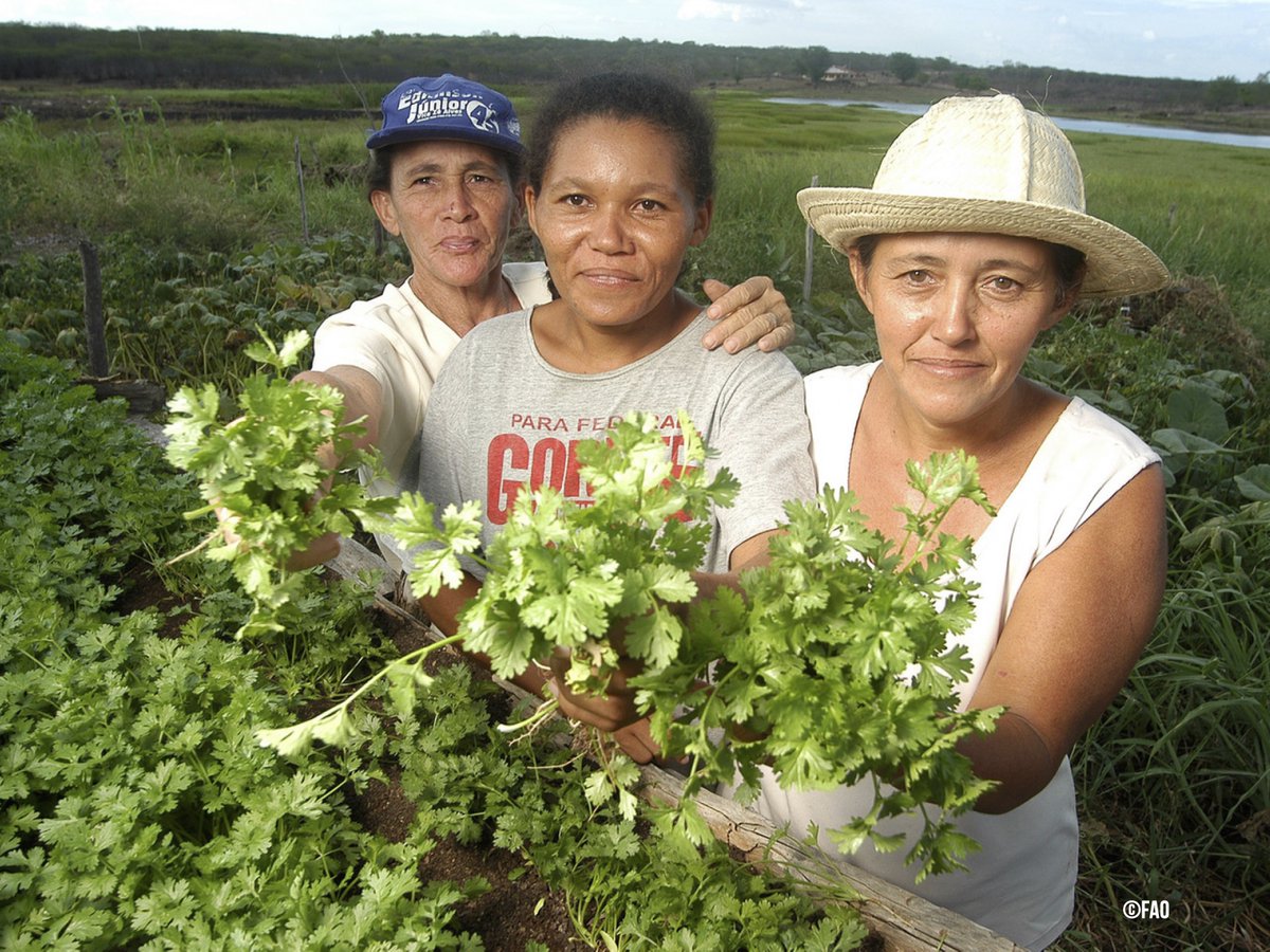 FAO Américas tweet media