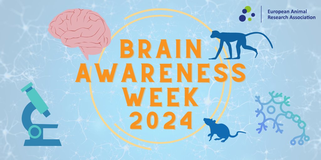 🧠 It's Brain Awareness Week! 🧠 Over the course of the week, we'll be sharing the crucial role of #AnimalResearch in understanding the fundamentals of the #brain, all the way to developing treatments & even cures for human #BrainConditions. #BAW2024