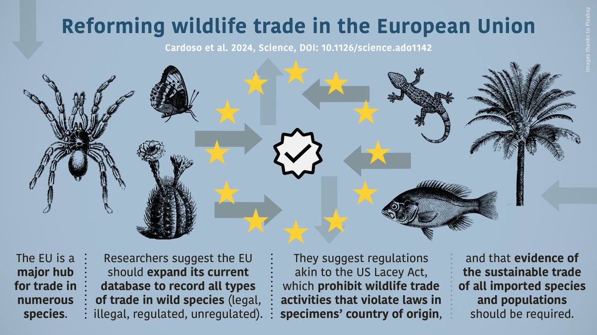 The #EU is a global hub for #wildlife #trade. 12 researchers, inc. WildCRU's @verissimodiogo, propose ways current #regulations could be improved to track all species, observe laws of species’ home countries & ensure sustainability of legal traffic. See: bit.ly/3TvrW0U