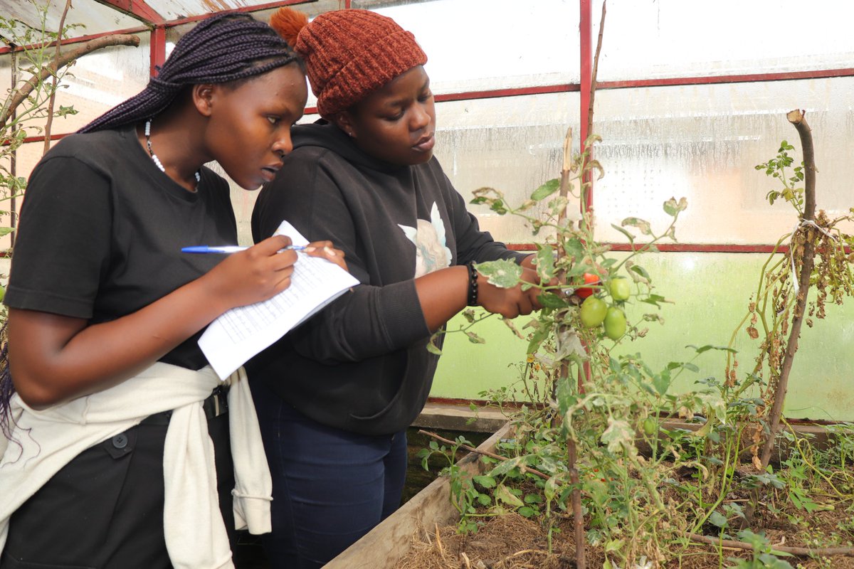 AGRIRESEARCHLtd's tweet photo. We're also thrilled to celebrate Honorine! This young student researcher is grafting tomatoes onto potatoes under our joint #research partnership with @UR_CAVM & seeing impressive results! Data analysis next, but the harvest #todate was exciting! 🍅 🥔
#IWD2024 #WomenInScience https://t.co/2oRKuYuVW7