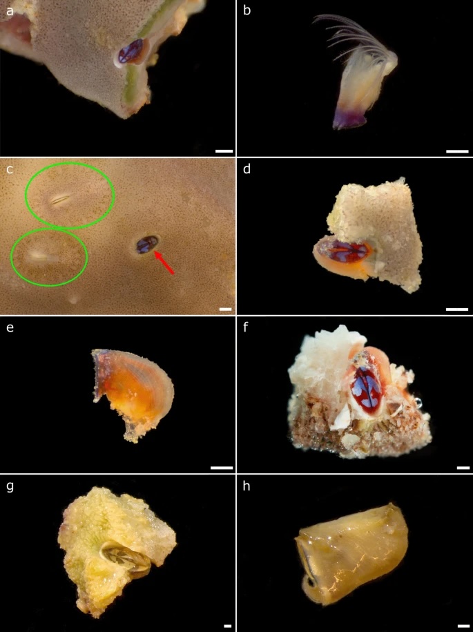 Using CIPRES Gateway, @KAUST_News, @unimib, @UF showcased robust research capabilities. Expanding sampling in the #ArabianPeninsula and #WesternIndianOcean for diverse species in the genus could yield valuable insights.  #Biology 

ow.ly/h3aT50QMGqY