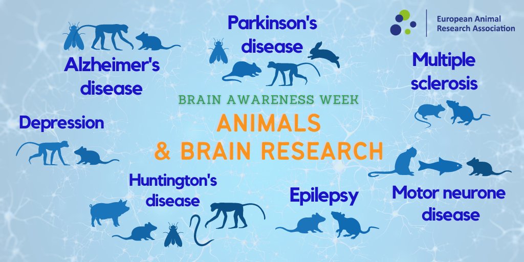 🧠 Here are some of the animal species used to investigate #BrainConditions & #NeurodegenerativeDiseases. 🧠 Whether it is #Alzheimers, #depression or #epilepsy, #AnimalResearch has provided key insights into how to manage, treat & prevent these conditions! #BAW2024