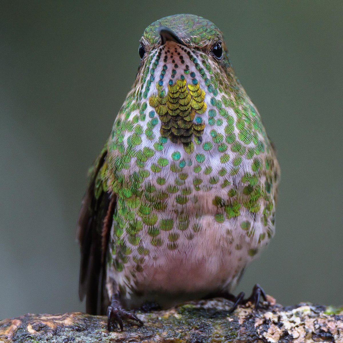 De donde viene el color de las aves ? 
De los pigmentos: 
1. Carotenoides
2. Melanina 
3. Porfirinas

Las plumas en los colibríes también pueden tener estos pigmentos pero en ellos es la luz que entra a jugar en cómo percibimos sus colores (iridescence.