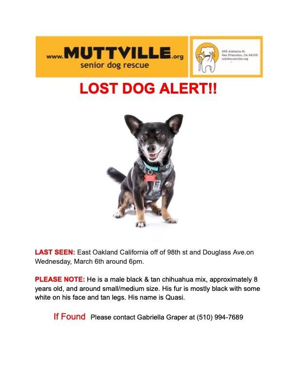 Muttville Senior Dog Rescue, San Francisco tweet media
