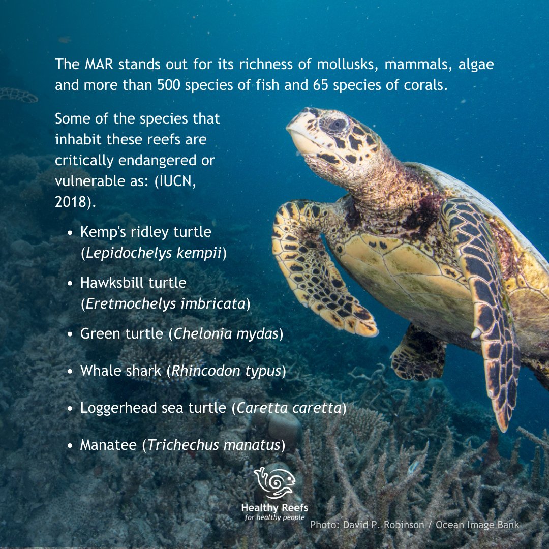 HealthyReefs's tweet photo. Today we celebrate the most important day within our organization: #MesoamericanReefDay. https://t.co/dh21ET9Arr