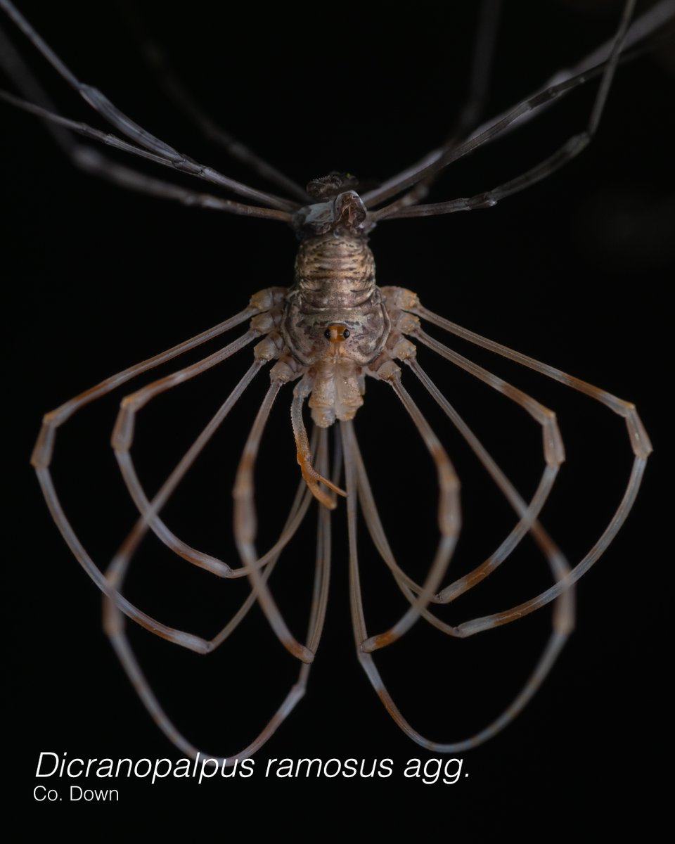 Harvestman Shedding:
Harvestmen go through a series of moults before fully mature. For the larger-legged species like Dicranopalpus ramosus, this can be an impressive behaviour to witness.  
Also, did you know? Harvestmen are arachnids, but they are not spiders. #OurOpiliones