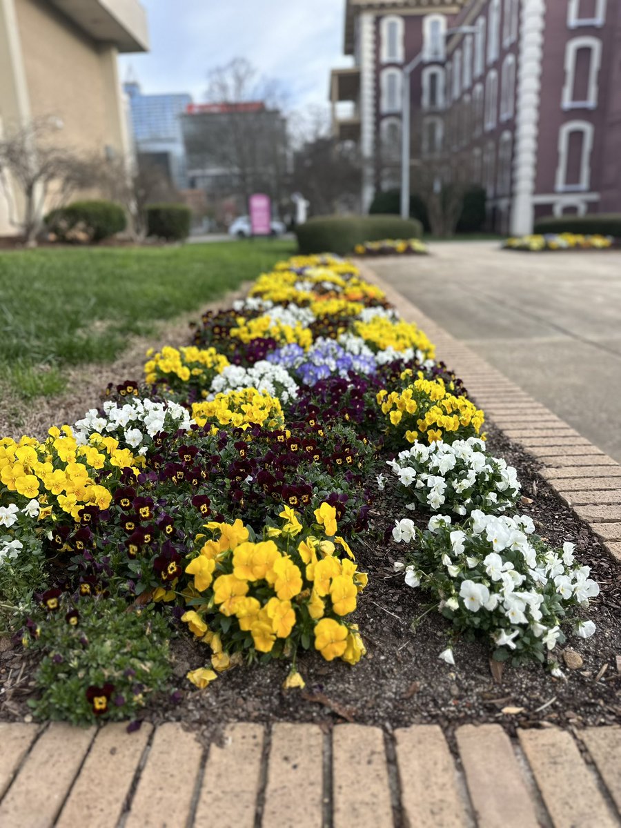 ashley_basnight's tweet photo. Looking forward to an awesome day! And such a beautiful morning at Shaw University!
Surprise…Spring has sprung in Raleigh-not so much at home! #thankfultobehere
#NCCDA #CTEforNC https://t.co/UvyWhR0pZ4