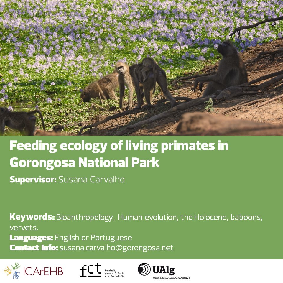 Susana Carvalho available to supervise 'Feeding ecology of living primates in Gorongosa National Park' in 2024 FCT PhD Fellowships program. More info bit.ly/42Gi1bI 
#FCTPhDFellowships #ICArEHB #ResearchOpportunity
