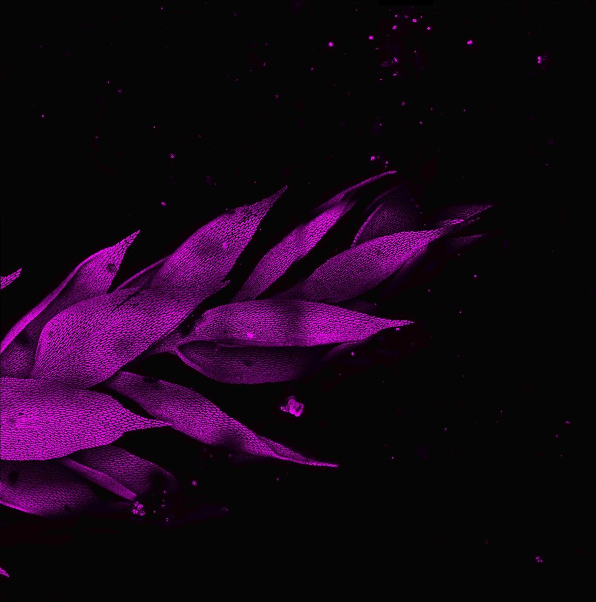 Some beauty for #fluorescenceFriday
Maximum projection of a Moss #mosaic.
#autofluorescence at 20x made with the Maico I.S. #inscoper #confocal