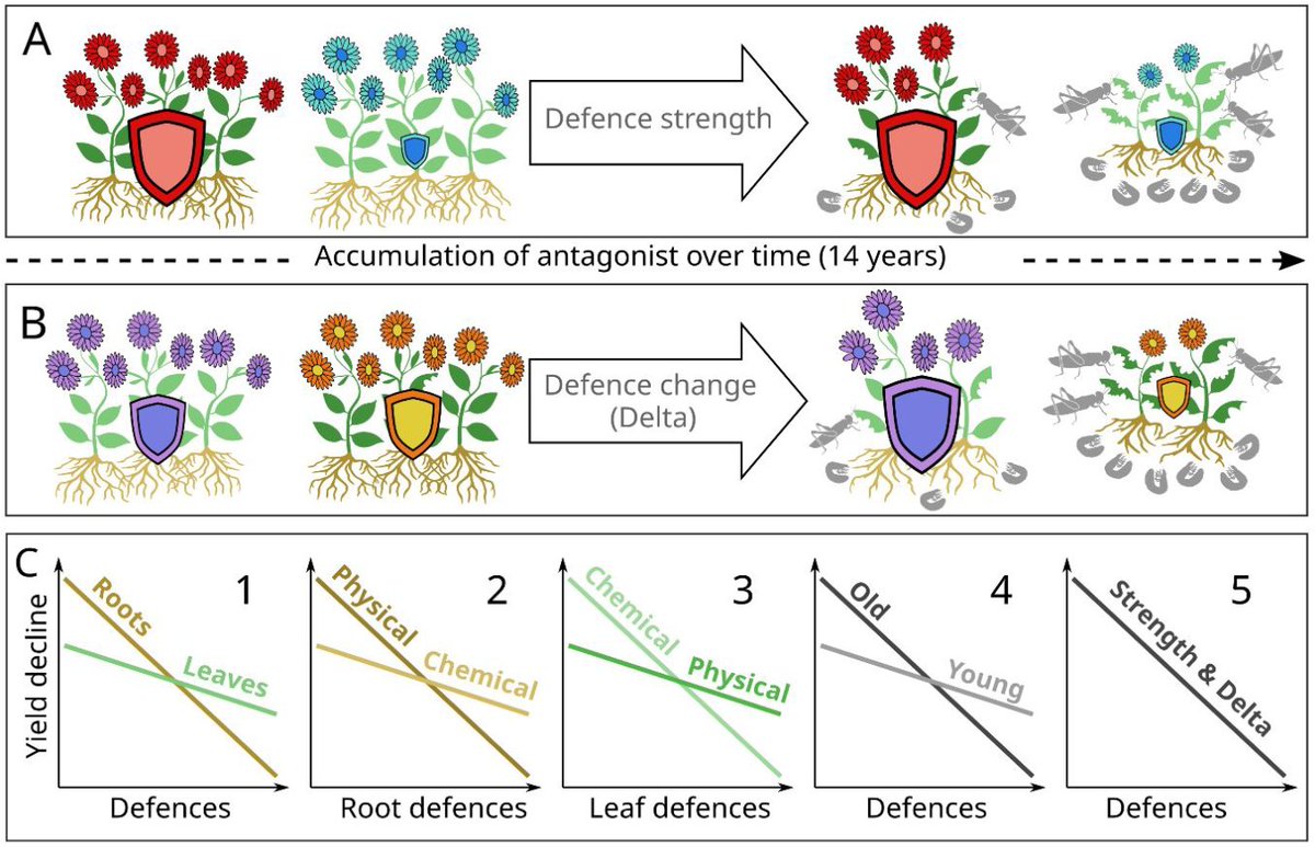 Oikos_Journal's tweet image. Uncovering the secrets of monoculture yield decline: trade-offs between leaf and root chemical and physical defence traits in a grassland experiment 🌿🌱

doi.org/10.1111/oik.10…

@NordicOikos @WileyEcolEvol @HenneckeJustus #OpenAccess #ecology