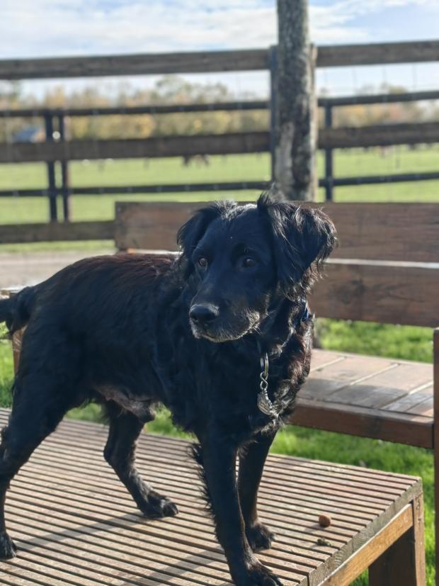 FBB_Officiel's tweet image. #SOSADOPTION
🐶 FLACH, 15 ans !
Bonjour, je m&apos;appelle FLACH. Eh oui, je suis un petit papi, mais franchement, regardez comme je suis beau encore ! Et surtout, gentil. Calme, mignon, je m&apos;entends bien avec mes congénères. Ma maîtresse m&apos;a abandonnée, car elle ne pouvait plus…