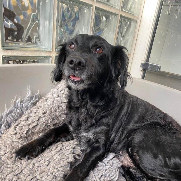FBB_Officiel's tweet image. #SOSADOPTION
🐶 FLACH, 15 ans !
Bonjour, je m&apos;appelle FLACH. Eh oui, je suis un petit papi, mais franchement, regardez comme je suis beau encore ! Et surtout, gentil. Calme, mignon, je m&apos;entends bien avec mes congénères. Ma maîtresse m&apos;a abandonnée, car elle ne pouvait plus…
