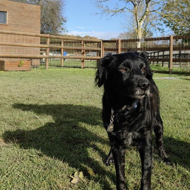 #SOSADOPTION 🐶 FLACH, 15 ans ! Bonjour, je m'appelle FLACH. Eh oui, je suis un petit papi, mais franchement, regardez comme je suis beau encore ! Et surtout, gentil. Calme, mignon, je m'entends bien avec mes congénères. Ma maîtresse m'a abandonnée, car elle ne pouvait plus