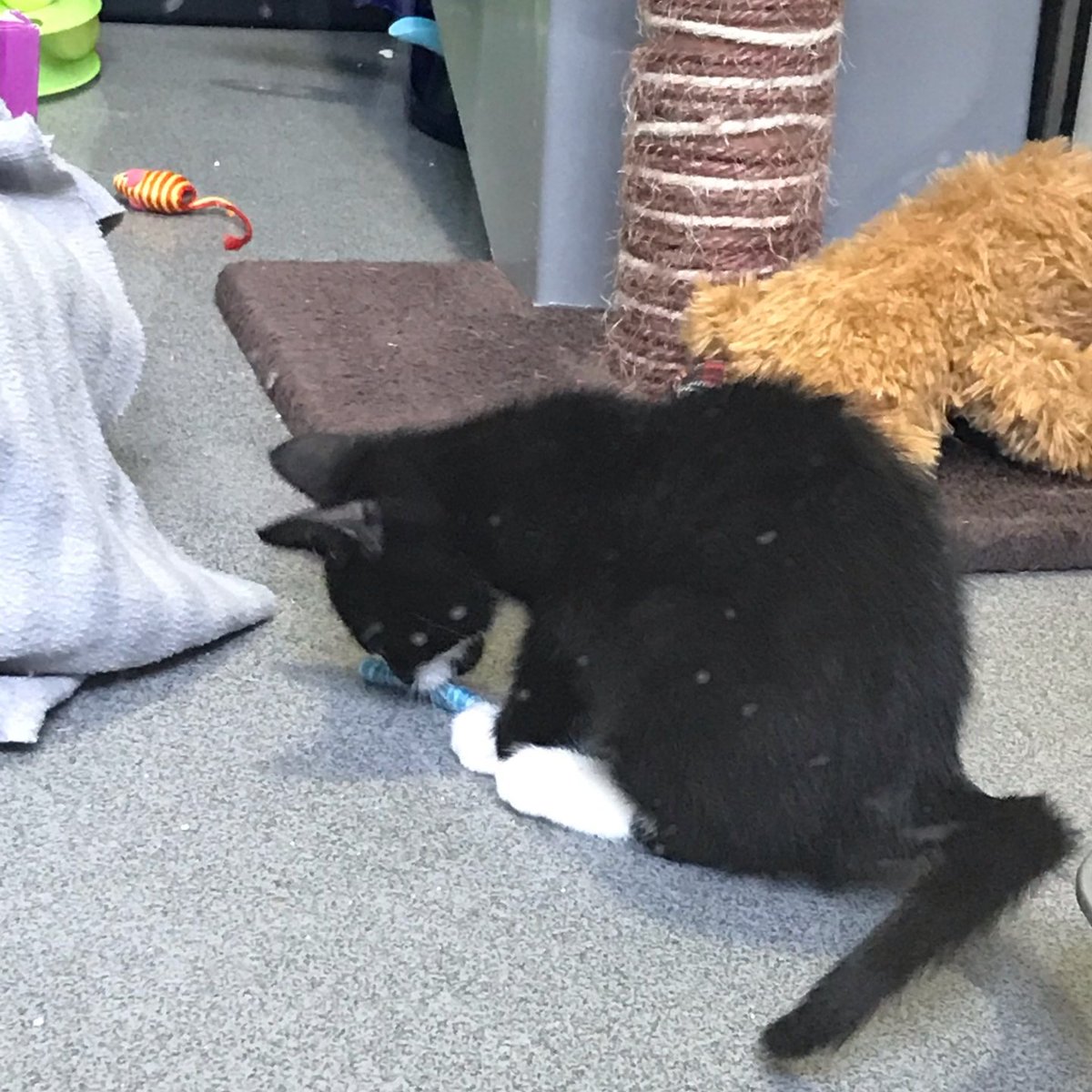 Why should renters get to keep pets?

Because pets are great? Because we're not second class citizens? Because we should be respected in our homes?

Those are just my reasons. I visited <a href="/Battersea_/">Battersea</a> this week and they've worked with academics to come up with loads more...🧵 [1/10]