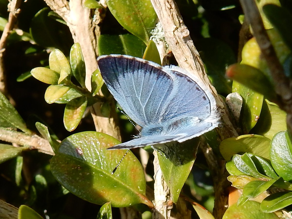 Zoë Watson photographed this newly emerged holly blue #butterfly in our garden today @BCSussex @SussexWildlife #spring