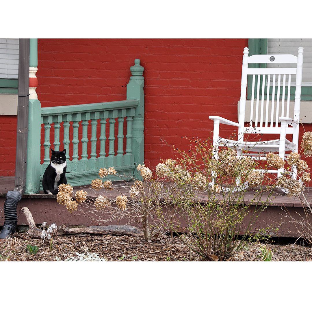 Another urban animal highlight. I’m not a fan of cat colonies (incredibly bad for most wildlife populations) but this cat was seated in a nice location.
.
#catsofinstagram #cats #urbancats #southernporch #scenicphotography #canonr8