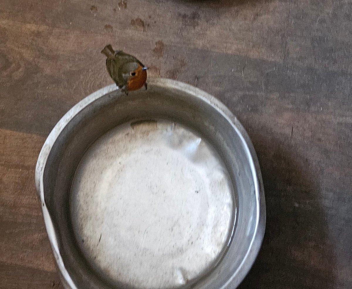 House Robin has found a new place to have a bath 🙂. Not sure what the dogs make of it! One downside of Bob is that he/she has cleared out all the cellar spiders, so the nocturnal chunky black ones are making a comeback 🕷