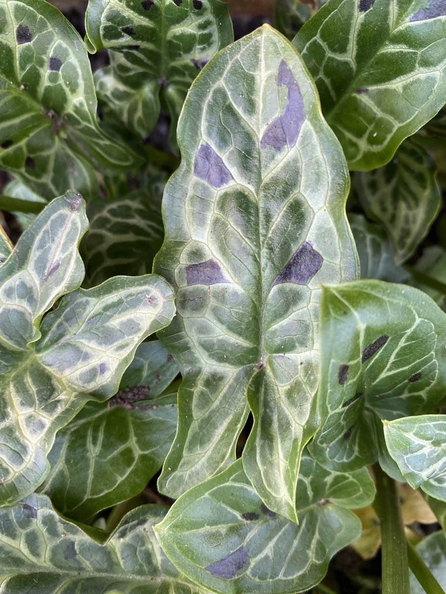 Arum italicum Spotted Jack has looked this good since October- pair it with your snowdrops.