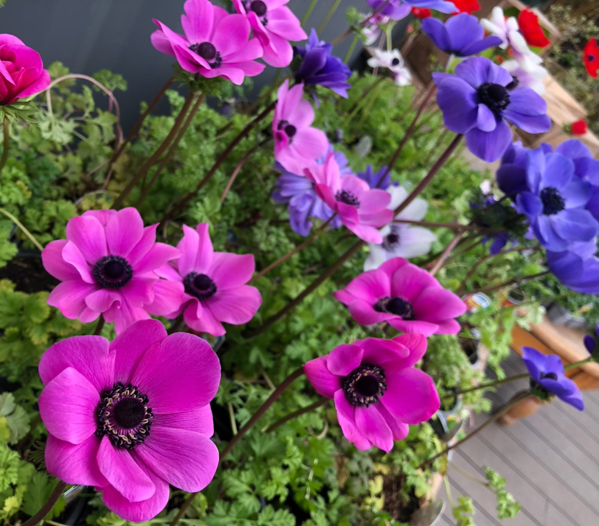 Our garden centre is now full of Spring colour - we have had fresh new deliveries of perennials, shrubs, climbers, pond plants and lots of cheerful bedding! The gardening season is now well and truly open and ready for an exciting new year -)