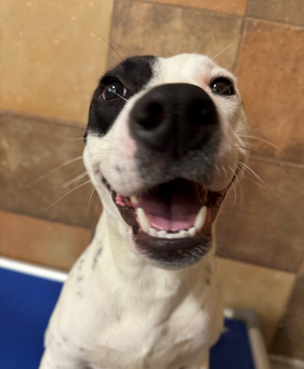 Not only is miss Kimmy Unbreakable; she is undeniably perfect 😍 She is so sweet and loving, as well as dog friendly❣️🐶 She can come off as a bit shy at first, but once you crack that nut, you will have the perfect companion 💝💝💝 #friends #petsmartcharities #fwacc #hulen