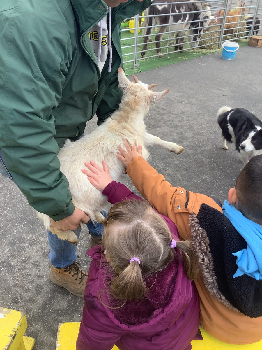 Allerton CE Primary (@aceprimary) on Twitter photo Thank you <a href="/iansmobilefarm/">Ian's Mobile Farm @nannygoatfarm</a> for making our Wednesday so wonderful. Our Nursery children had a fantastic time exploring and learning about all of your farm animals.
#iansmobilefarm #makelearningirresistable #eyfs Thank you <a href="/iansmobilefarm/">Ian's Mobile Farm @nannygoatfarm</a> for making our Wednesday so wonderful. Our Nursery children had a fantastic time exploring and learning about all of your farm animals.
#iansmobilefarm #makelearningirresistable #eyfs