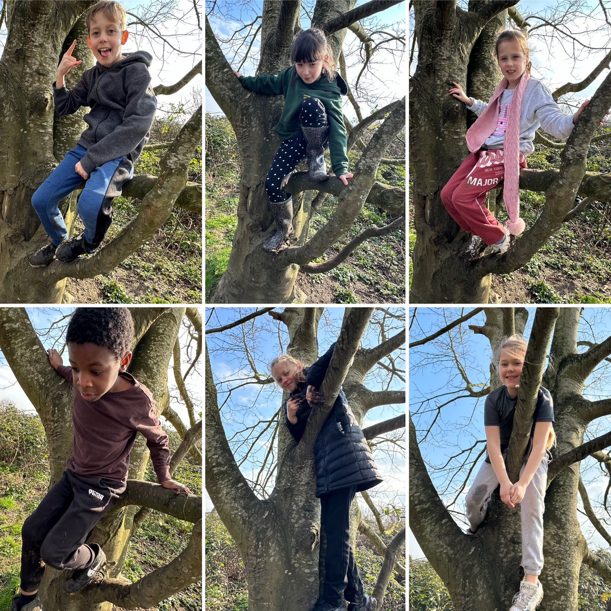 We are Forest Schoolers, of course we are going to climb the tree! @MrGarley @year3ijs @Year4IJS @Year6IJS
