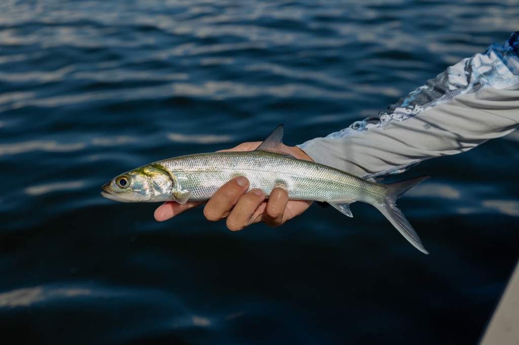 flsportfishing's tweet image. Although #Ladyfish are not great for table fare, they work great for bait in many applications &amp;amp; species. And, they're really fun to catch! We share tips on how to land #snook, #redfish and #speckledtrout with ladyfish HERE: l8r.it/ei0f