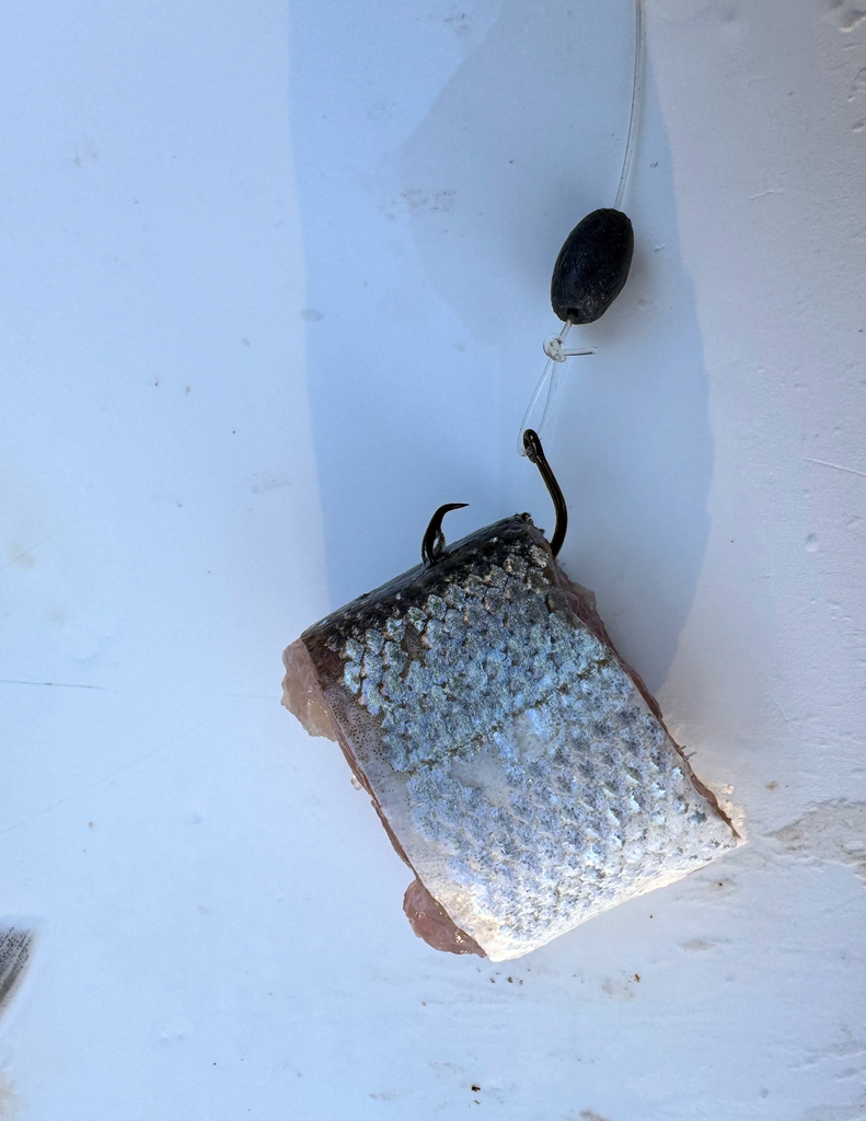 flsportfishing's tweet image. Although #Ladyfish are not great for table fare, they work great for bait in many applications &amp;amp; species. And, they're really fun to catch! We share tips on how to land #snook, #redfish and #speckledtrout with ladyfish HERE: l8r.it/ei0f