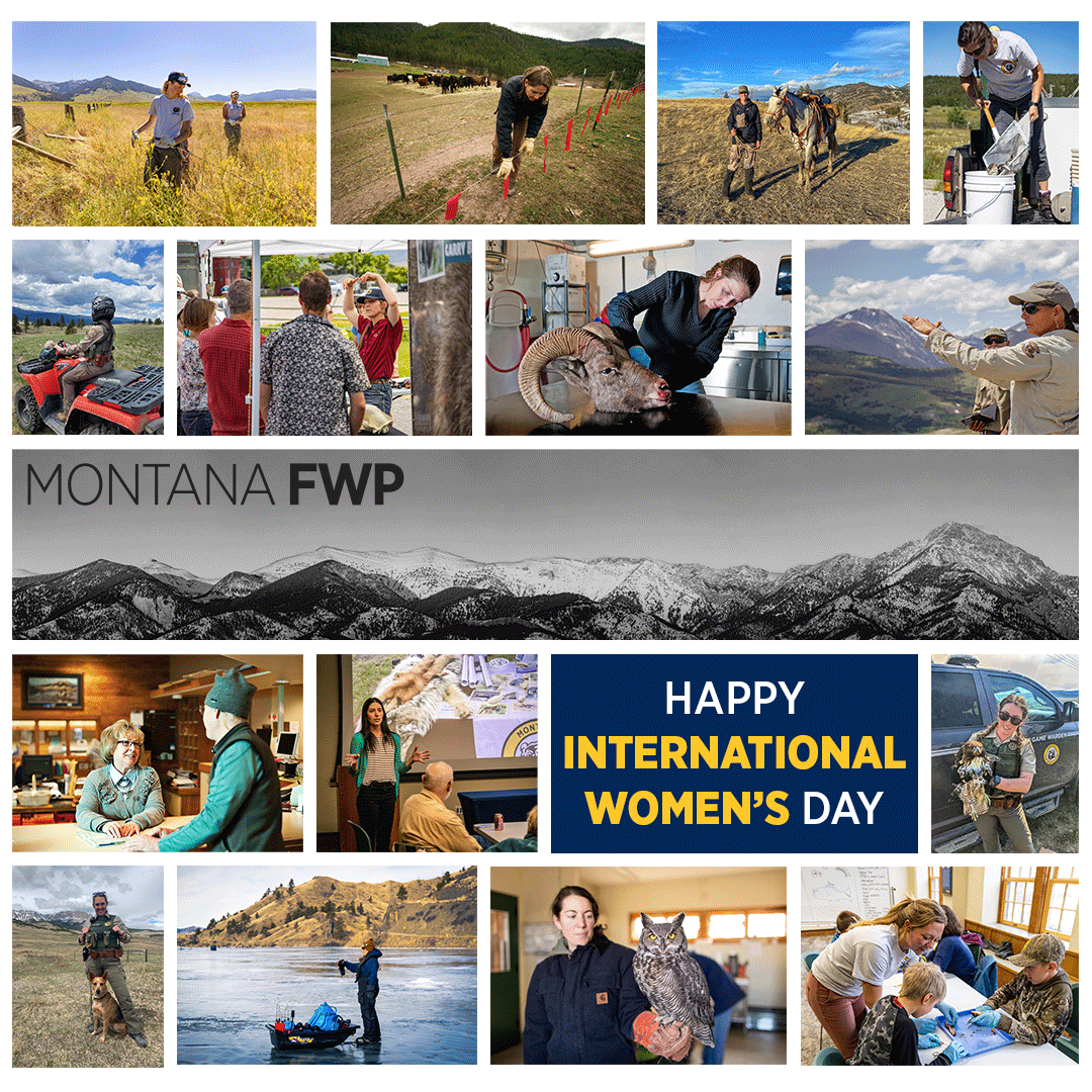 Happy #InternationalWomensDay to the amazing women of FWP. Today, we celebrate your important contributions to FWP’s mission – stewarding the fish, wildlife, parks, and recreational resources for the public, now and into the future. We recognize and appreciate all you do!