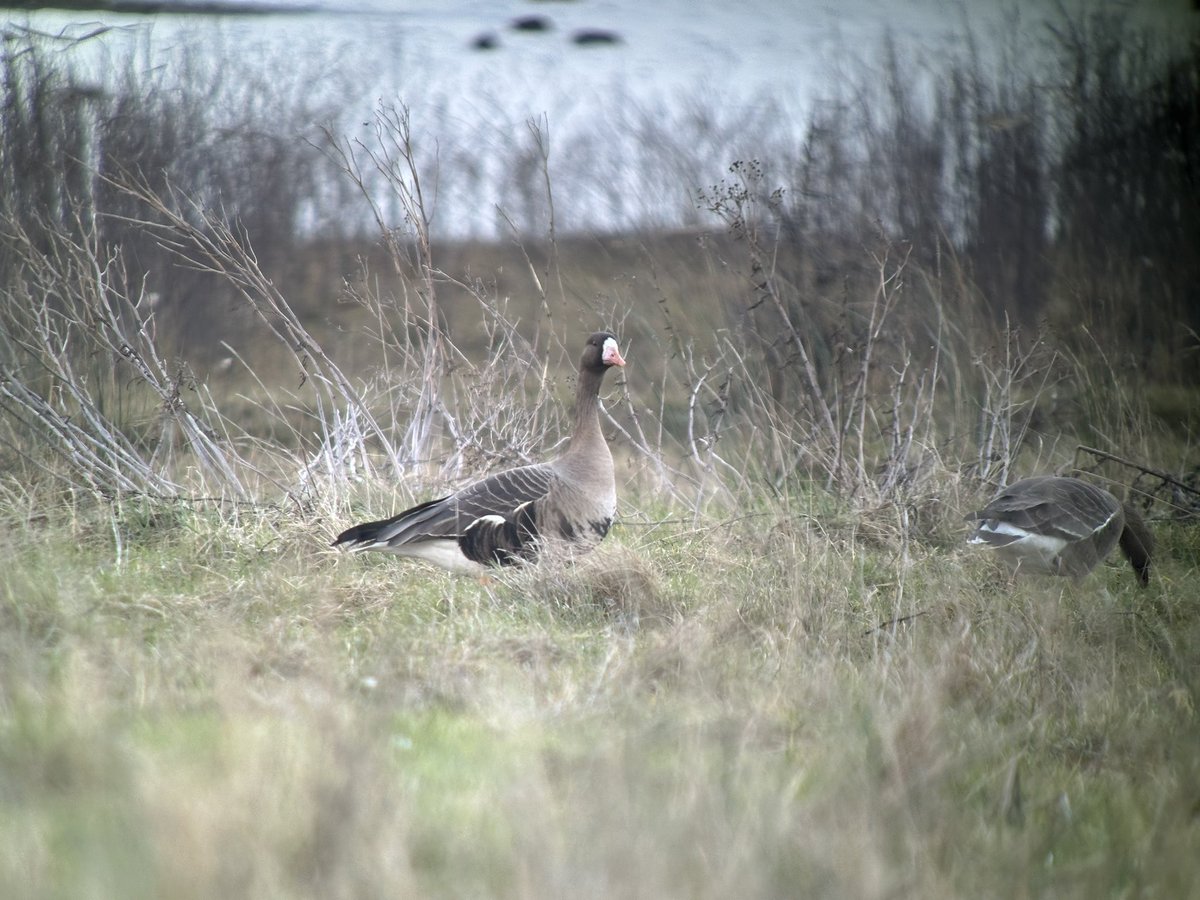 The Five Russian White-fronted Geese still at Boldon Flats at 16:00