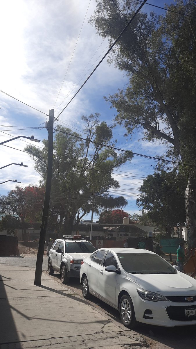 sandygdl's tweet photo. Como residente de cd granja por 41 años estoy en total desacuerdo de la tala de estos árboles en el mercado municipal, no están  ni remotamente enfermos, dijeron que se haria analisis y si sucedia quenlo estuvieran los retirarian, pero ninugo lo está,  quoen autorizó? @ZapopanGob https://t.co/Aeo8VtxM6J