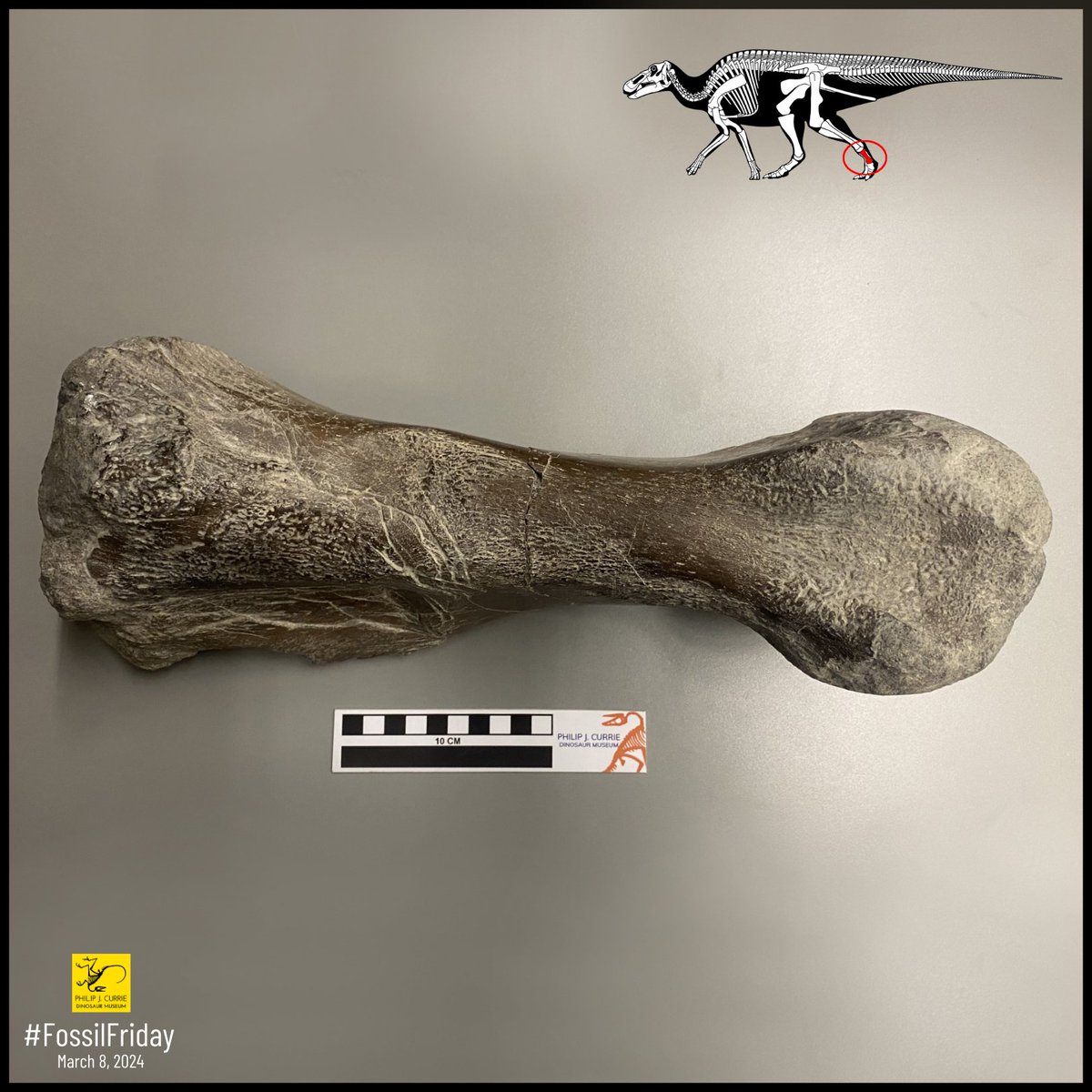 #FossilFriday! This foot bone is a metatarsal, the bone between your ankle and toes. Found in 2023, this hadrosaur bone is likely from an Edmontosaurus, as no other dinosaurs from the Grande Prairie area 75 m.y.a. reached this size. Prepared: Cindy Wendorf. Diagram: Scott Harmon.