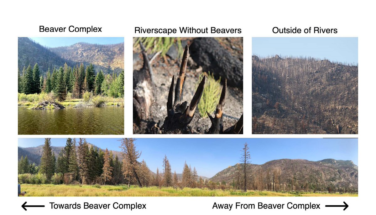 Can #beavers be a fire-mitigation strategy?  Read “Impacts of beaver dams on riverscape burn severity during #megafires in the Rockies, western U.S.,” by @EmilyFairfax et al. tinyurl.com/GSA-SPE562 Images: Niklas Hamann, Unsplash & chapter's Fig. 9 #Geology #FireMitigation