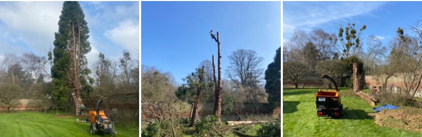 Decent days work, Felled a big ass tree, then lots and lots of clearing up! 
#FridayMotivation #trees #treesurgery #active
