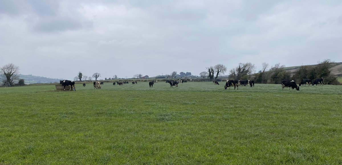 A very cold but excellent field trip today for the 4th year @ucdagfood grassland class. Many thanks to @CallansCows for hosting and providing an excellent insight into his system. ☘️🌱🐄