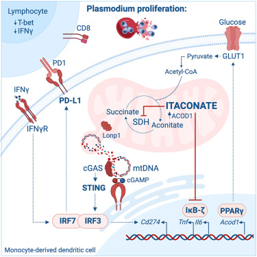 Itaconate impairs immune control of Plasmodium by enhancing mtDNA-mediated PD-L1 expression in monocyte-derived dendritic cells dlvr.it/T3pKK2