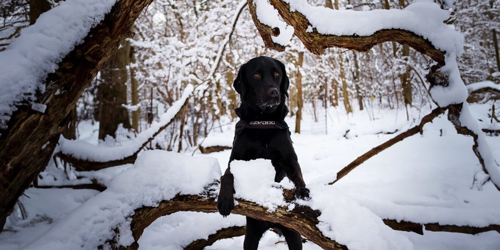 Did someone say, snowballs? ❄️ #snow #weather #dogs #dog #ezydog #winter #snowballs #blacklab #labrador #adventure