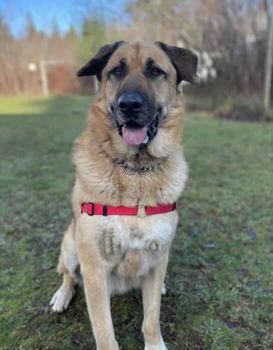 BC_SPCA's tweet image. ❤️🐾Oso has been with us far too long now and is so deserving and loving of finding his forever person. Oso is large, loving and goofy, and has absolutely stolen the hearts of the staff who care for him. Learn more about Oso at ow.ly/wxiG50QMOEx #Comoxbc